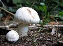 Backyard-Mushroom.jpg