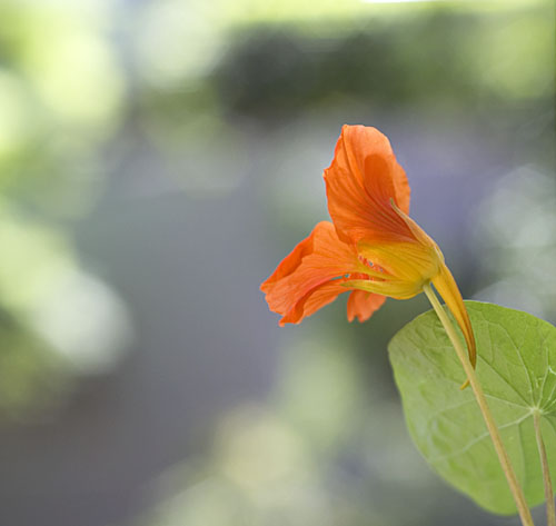 Nasturtium